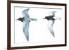 Birds: Charadriiformes: Black Tern-null-Framed Giclee Print