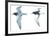 Birds: Charadriiformes: Black Tern-null-Framed Giclee Print