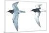 Birds: Charadriiformes: Black Tern-null-Mounted Giclee Print