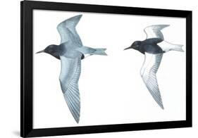 Birds: Charadriiformes: Black Tern-null-Framed Giclee Print