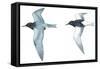 Birds: Charadriiformes: Black Tern-null-Framed Stretched Canvas