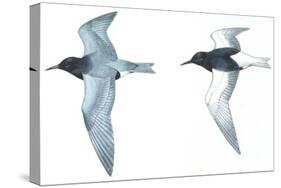 Birds: Charadriiformes: Black Tern-null-Stretched Canvas