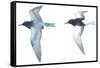 Birds: Charadriiformes: Black Tern-null-Framed Stretched Canvas