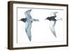 Birds: Charadriiformes: Black Tern-null-Framed Giclee Print