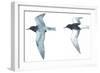 Birds: Charadriiformes: Black Tern-null-Framed Giclee Print