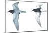 Birds: Charadriiformes: Black Tern-null-Mounted Giclee Print