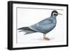 Birds: Charadriiformes, Inca Tern (Larosterna Inca)-null-Framed Giclee Print