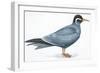 Birds: Charadriiformes, Inca Tern (Larosterna Inca)-null-Framed Giclee Print