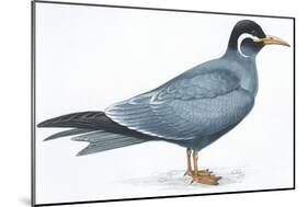 Birds: Charadriiformes, Inca Tern (Larosterna Inca)-null-Mounted Giclee Print