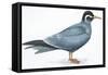 Birds: Charadriiformes, Inca Tern (Larosterna Inca)-null-Framed Stretched Canvas