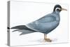 Birds: Charadriiformes, Inca Tern (Larosterna Inca)-null-Stretched Canvas