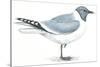 Birds: Charadriiformes, Sabine's Gull (Xema Sabini)-null-Stretched Canvas