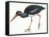 Birds: Ciconiiformes, Black Stork (Ciconia Nigra)-null-Framed Stretched Canvas