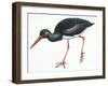 Birds: Ciconiiformes, Black Stork (Ciconia Nigra)-null-Framed Giclee Print