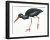 Birds: Ciconiiformes, Black Stork (Ciconia Nigra)-null-Framed Giclee Print