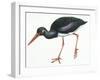 Birds: Ciconiiformes, Black Stork (Ciconia Nigra)-null-Framed Giclee Print