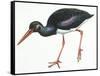 Birds: Ciconiiformes, Black Stork (Ciconia Nigra)-null-Framed Stretched Canvas