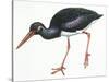 Birds: Ciconiiformes, Black Stork (Ciconia Nigra)-null-Stretched Canvas