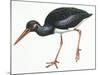 Birds: Ciconiiformes, Black Stork (Ciconia Nigra)-null-Mounted Giclee Print