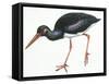 Birds: Ciconiiformes, Black Stork (Ciconia Nigra)-null-Framed Stretched Canvas