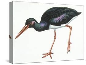 Birds: Ciconiiformes, Black Stork (Ciconia Nigra)-null-Stretched Canvas