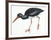 Birds: Ciconiiformes, Black Stork (Ciconia Nigra)-null-Framed Premium Giclee Print