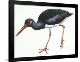 Birds: Ciconiiformes, Black Stork (Ciconia Nigra)-null-Framed Premium Giclee Print