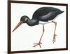 Birds: Ciconiiformes, Black Stork (Ciconia Nigra)-null-Framed Giclee Print