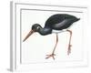 Birds: Ciconiiformes, Black Stork (Ciconia Nigra)-null-Framed Giclee Print