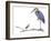 Birds: Ciconiiformes, Goliath Heron (Ardea Goliath)-null-Framed Giclee Print
