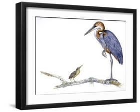 Birds: Ciconiiformes, Goliath Heron (Ardea Goliath)-null-Framed Giclee Print