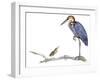 Birds: Ciconiiformes, Goliath Heron (Ardea Goliath)-null-Framed Giclee Print