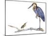 Birds: Ciconiiformes, Goliath Heron (Ardea Goliath)-null-Mounted Giclee Print