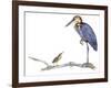 Birds: Ciconiiformes, Goliath Heron (Ardea Goliath)-null-Framed Giclee Print