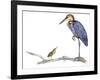 Birds: Ciconiiformes, Goliath Heron (Ardea Goliath)-null-Framed Giclee Print