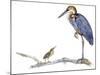 Birds: Ciconiiformes, Goliath Heron (Ardea Goliath)-null-Mounted Giclee Print