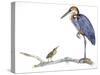 Birds: Ciconiiformes, Goliath Heron (Ardea Goliath)-null-Stretched Canvas