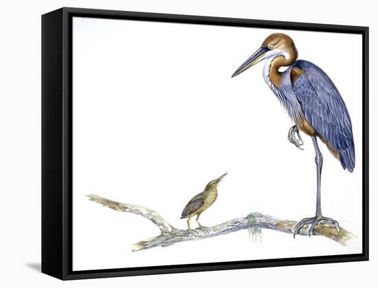 Birds: Ciconiiformes, Goliath Heron (Ardea Goliath)-null-Framed Stretched Canvas