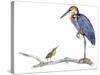 Birds: Ciconiiformes, Goliath Heron (Ardea Goliath)-null-Stretched Canvas