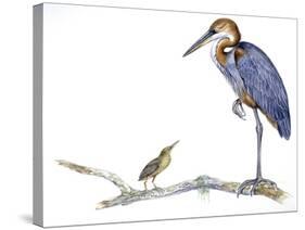 Birds: Ciconiiformes, Goliath Heron (Ardea Goliath)-null-Stretched Canvas