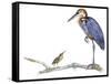 Birds: Ciconiiformes, Goliath Heron (Ardea Goliath)-null-Framed Stretched Canvas