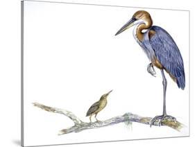 Birds: Ciconiiformes, Goliath Heron (Ardea Goliath)-null-Stretched Canvas