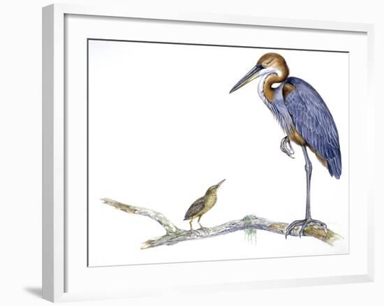 Birds: Ciconiiformes, Goliath Heron (Ardea Goliath)-null-Framed Giclee Print