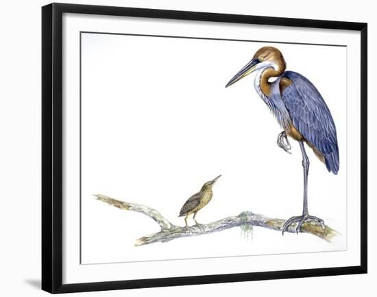 Birds: Ciconiiformes, Goliath Heron (Ardea Goliath)-null-Framed Giclee Print