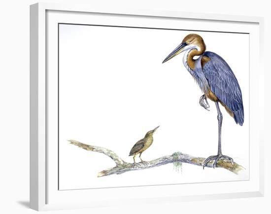 Birds: Ciconiiformes, Goliath Heron (Ardea Goliath)-null-Framed Giclee Print