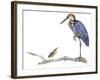 Birds: Ciconiiformes, Goliath Heron (Ardea Goliath)-null-Framed Giclee Print