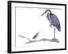 Birds: Ciconiiformes, Goliath Heron (Ardea Goliath)-null-Framed Giclee Print