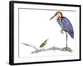 Birds: Ciconiiformes, Goliath Heron (Ardea Goliath)-null-Framed Giclee Print