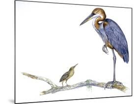 Birds: Ciconiiformes, Goliath Heron (Ardea Goliath)-null-Mounted Giclee Print