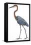 Birds: Ciconiiformes, Goliath Heron (Ardea Goliath)-null-Framed Stretched Canvas